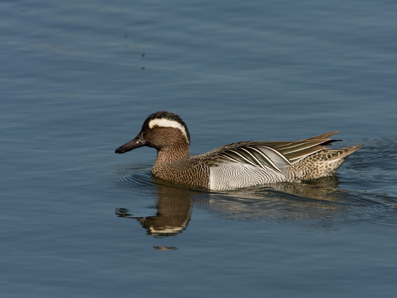 Anas querquedula Zomertaling Garganey